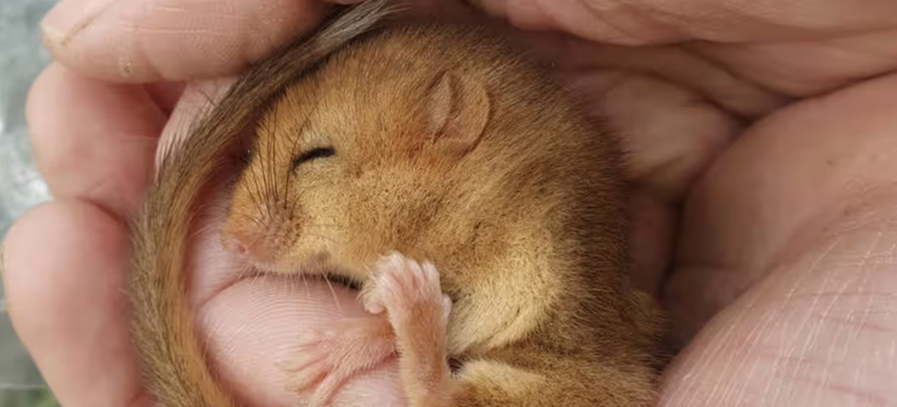 ‘A Joy to Watch’: UK Rewilding Brings Endangered Species Back From Brink