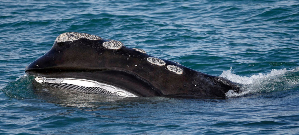 Energy Industry Uses Whale Activists to Aid Anti-Wind Farm Strategy, Experts Say