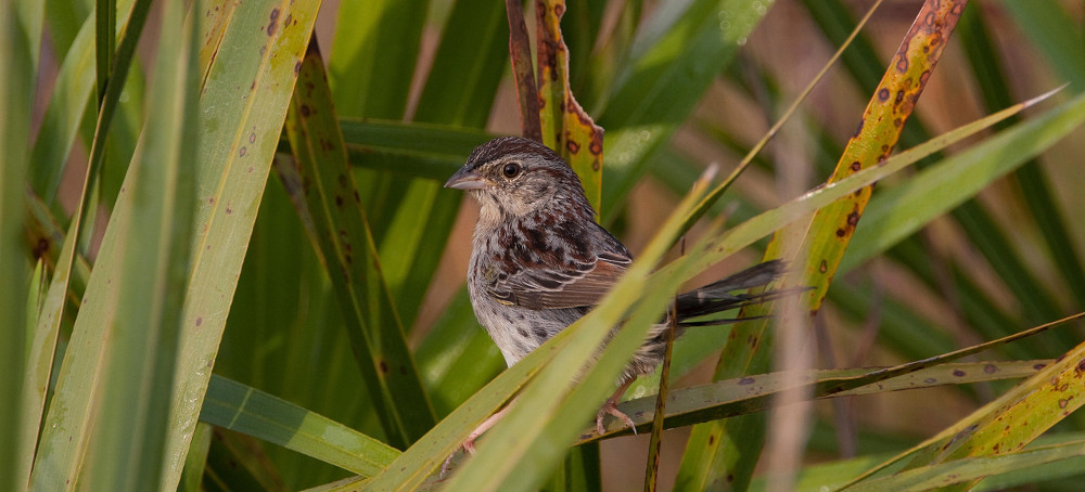 Florida's Vanishing Sparrows