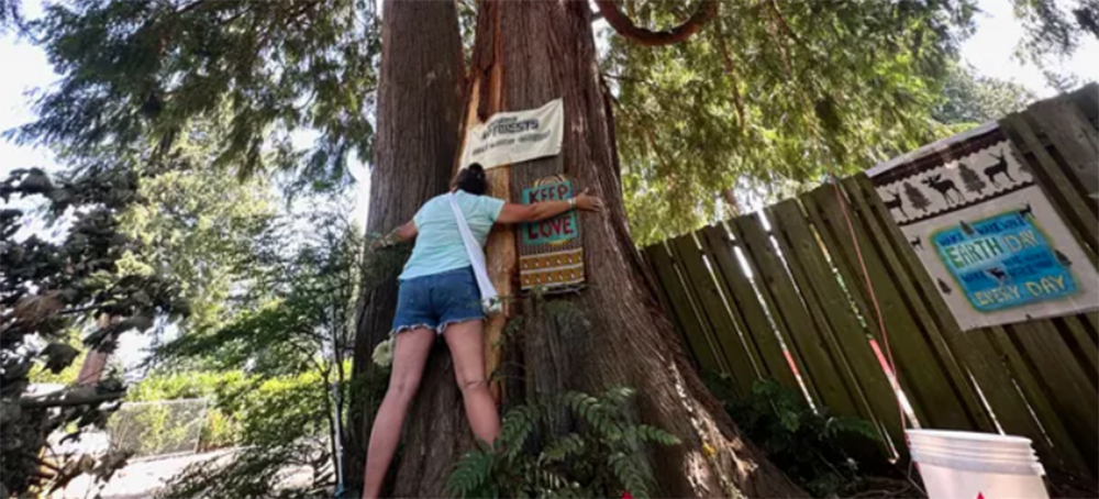 Seattle Activists Occupy Old Cedar Tree to Stop It Being Cut Down for Housing