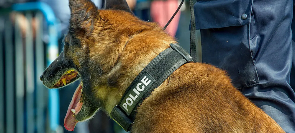 Brutal Ohio Police Dog Attack on Black Truck Driver Highlights Pattern, Echoes Violence of Slavery