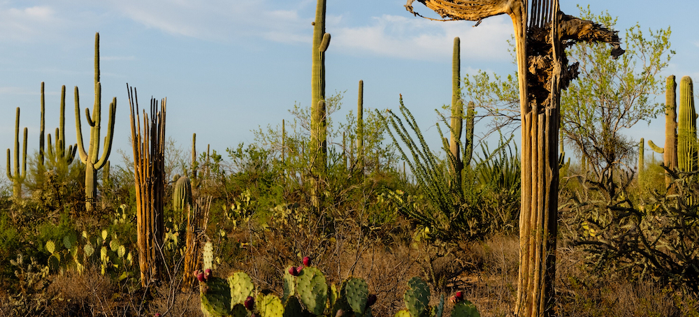 Phoenix's Extreme Heat Withers Saguaros, Trademark Cactus of Desert Landscape