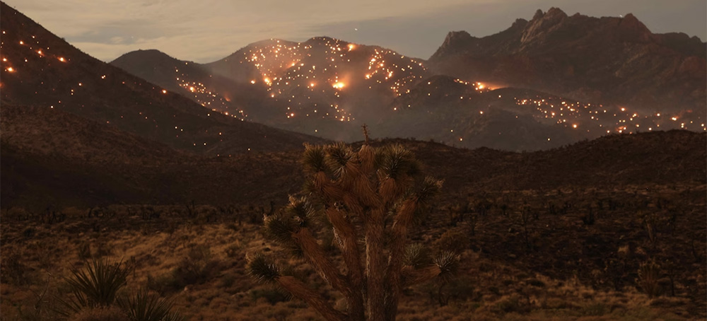 Wild, Weird and Iconic, California's Joshua Tree Faces a New Threat: Fire