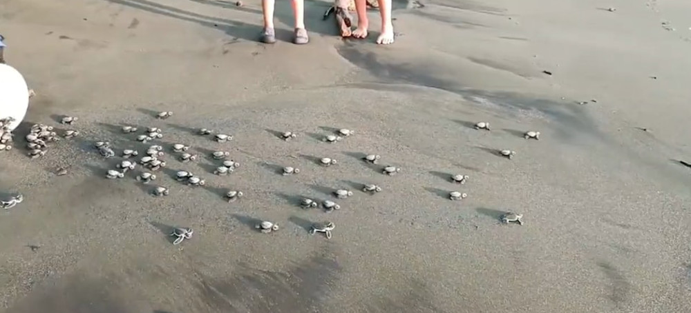 Costa Rica's Coast Guard Rescues Hundreds of Sea Turtle Eggs Destined as 'Bar Snacks'