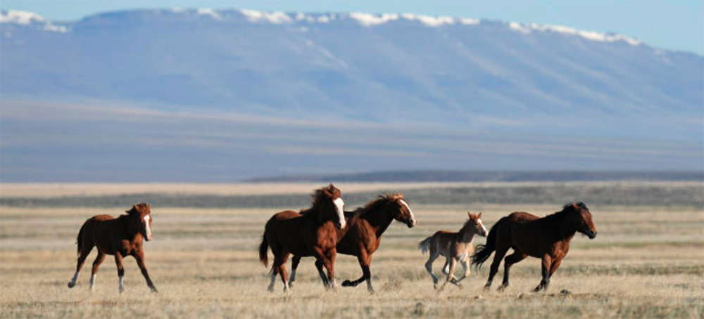 Federal Agency Given Deadline to Explain Why Deadly Nevada Wild Horse Roundup Should Continue