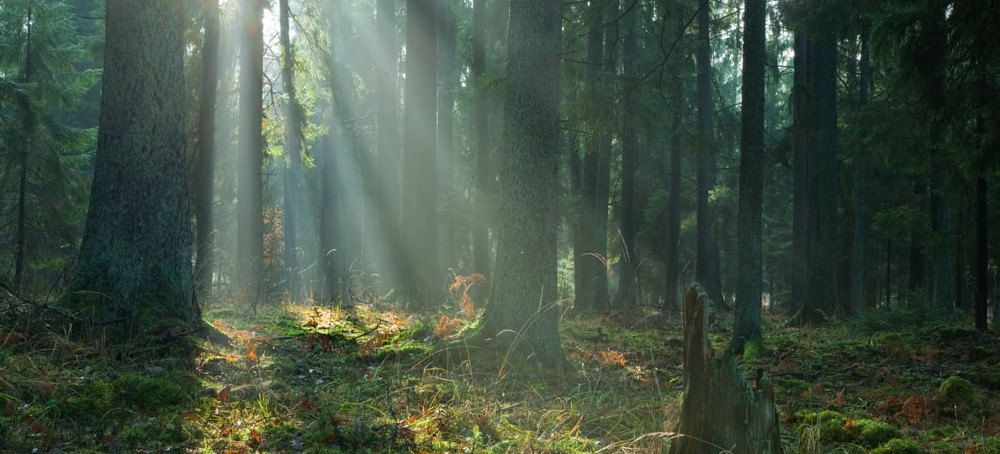 Let Forests Grow Old to Store Huge Volume of Carbon – Study