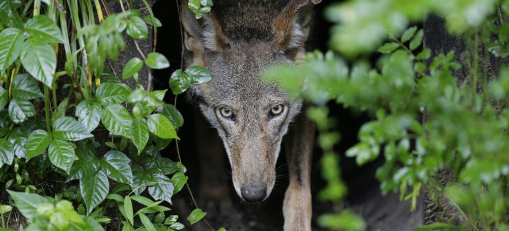 US Commits to Releasing More Endangered Red Wolves Into the Wild, Settling Lawsuit