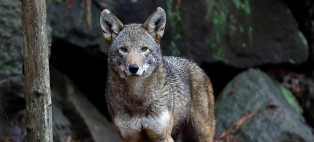 More Endangered Red Wolves Will Be Released in the US Under a Legal Settlement