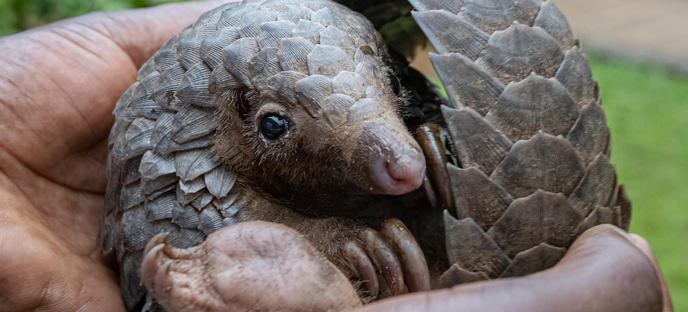 How Bad for Humans Is Wildlife Trade? A New Study Has Answers