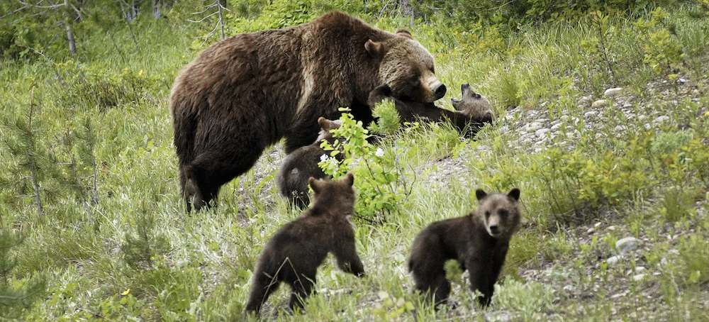 The Federal Government Plans to Restore Grizzly Bears to the North Cascades Region of Washington