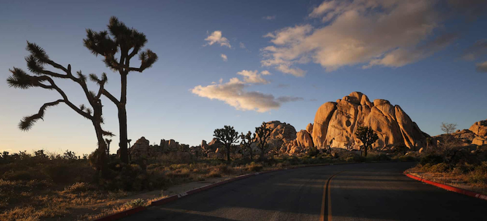 A Volunteer Effort Is Hoping to Save California's Joshua Trees
