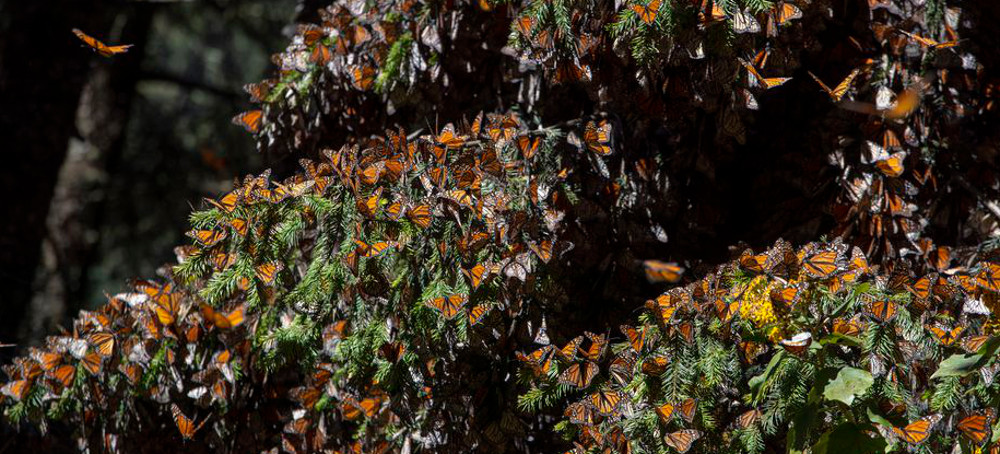 Indigenous Activists Are Risking Their Lives for Butterflies
