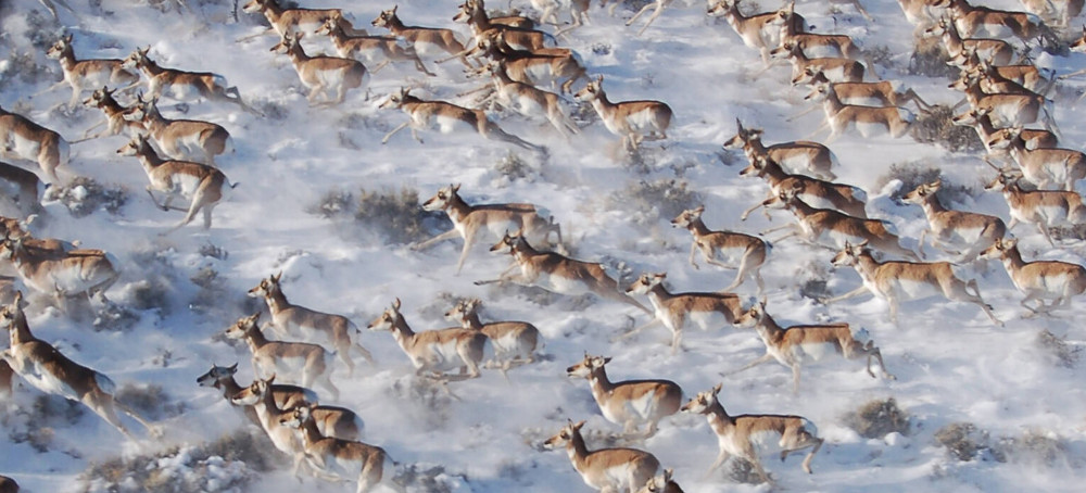 A Proposal to Protect Wildlife Corridors Could Restore the West’s ‘Veins and Arteries’