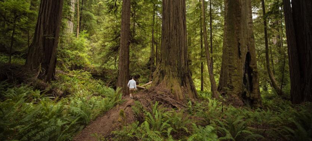 Forest Service Overhaul Sows Confusion and Concern