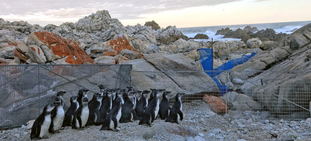 African Penguins Have Almost Been Wiped Out by Overfishing and Climate Change. Researchers Want to Orchestrate a Comeback.