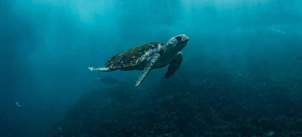 Researchers Find Nuclear Fingerprints in Sea Turtle Shells