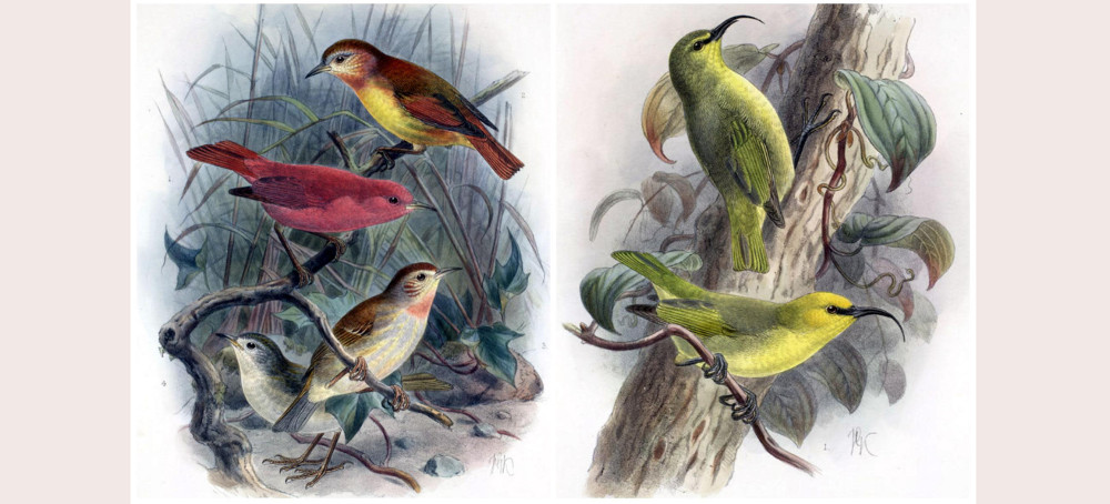 ‘Grief Is a Rational Response’: The 21 US Species Declared Extinct This Year