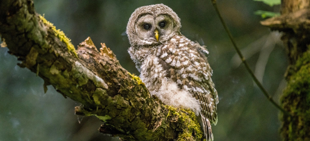 To Protect an Endangered Owl Species, Government Biologists Propose Killing Off Other Owls