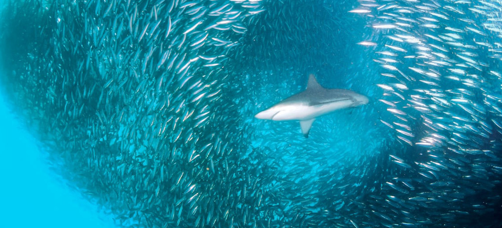 Five Amazing Ocean Sites to Make the First Protected High Seas Areas
