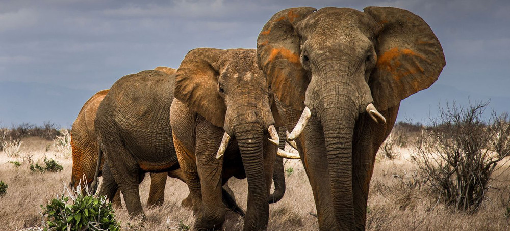 Inside the Effort to Prevent Conflict Between Humans and Elephants in Africa