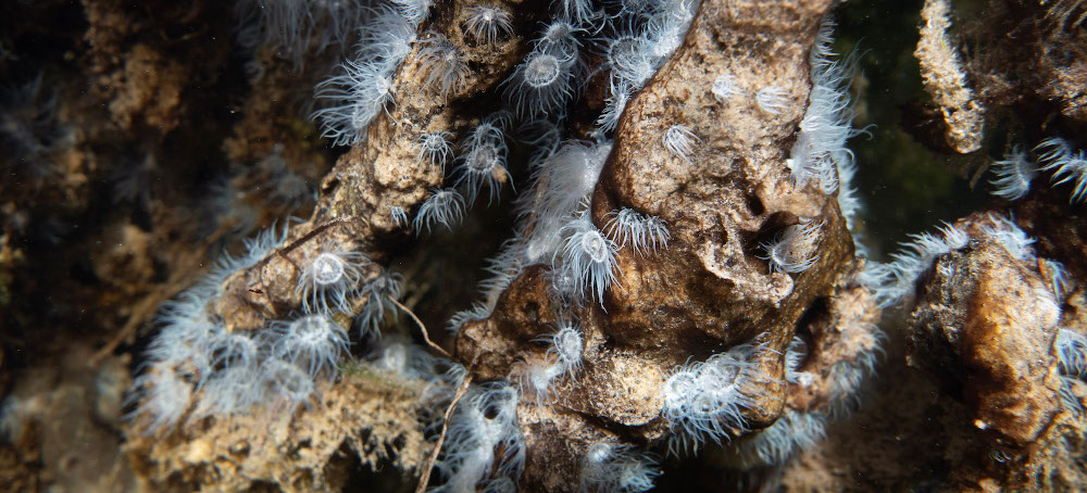 It’s Not Just Coral. Extreme Heat is Weakening Entire Marine Ecosystems in Florida.