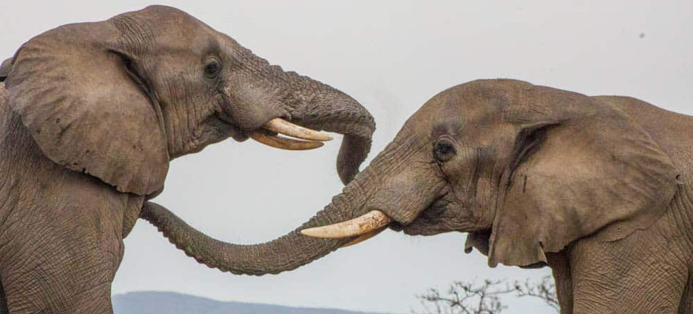 The Animals Are Talking. What Does It Mean?