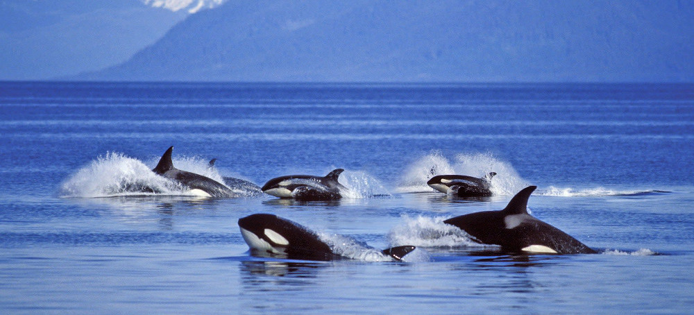 Alaska Trawlers Caught 10 Killer Whales This Year, and Nine of Them Died