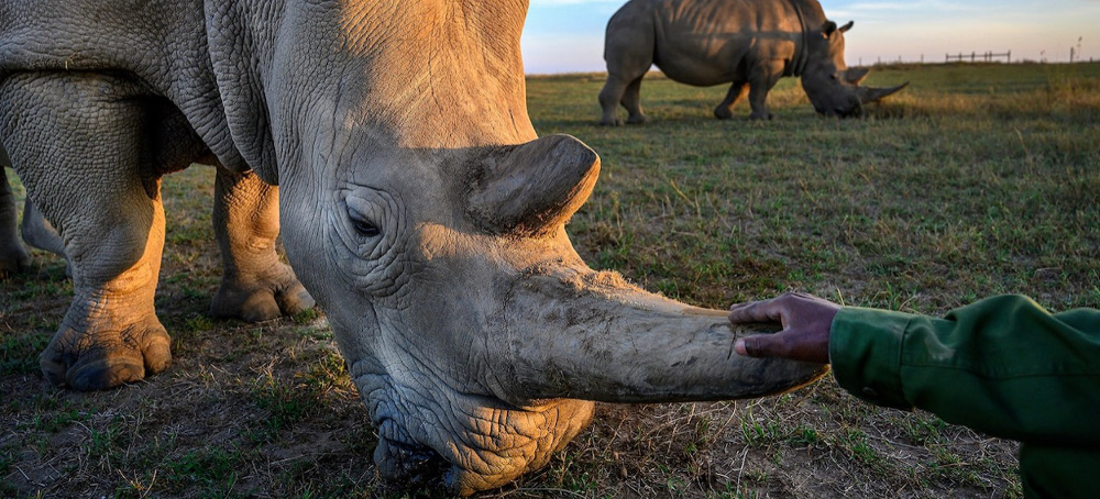 A Remarkable Breakthrough That Could Save Near-Extinct Animals