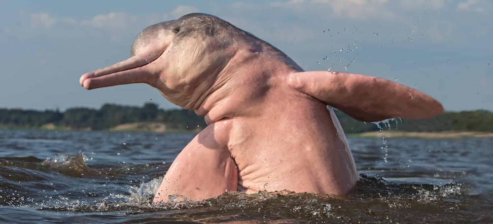 Mass Death of Amazonian Dolphins Prompts Fears for Vulnerable Species