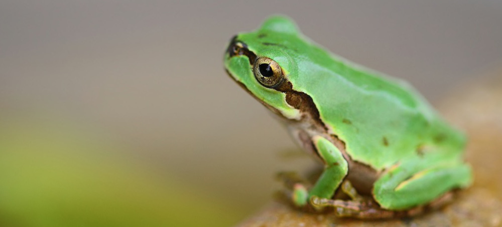 More Than 2,000 Species of Amphibians Are Threatened by Extinction