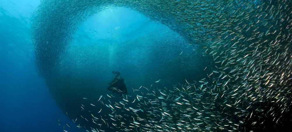 We All Know We Should Save the Whales. What About the Sardines?