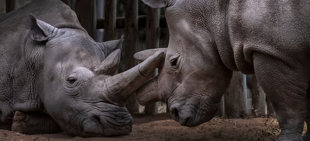 Scientific Breakthrough May Save Northern White Rhino Through Surrogacy