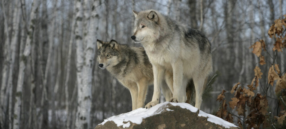 What Can Americans Agree On? Wolves.