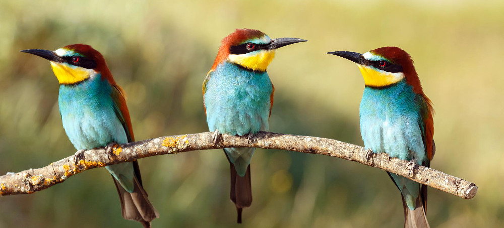 Humans Responsible for 1,400 Bird Species Extinctions, Double Previous Estimates