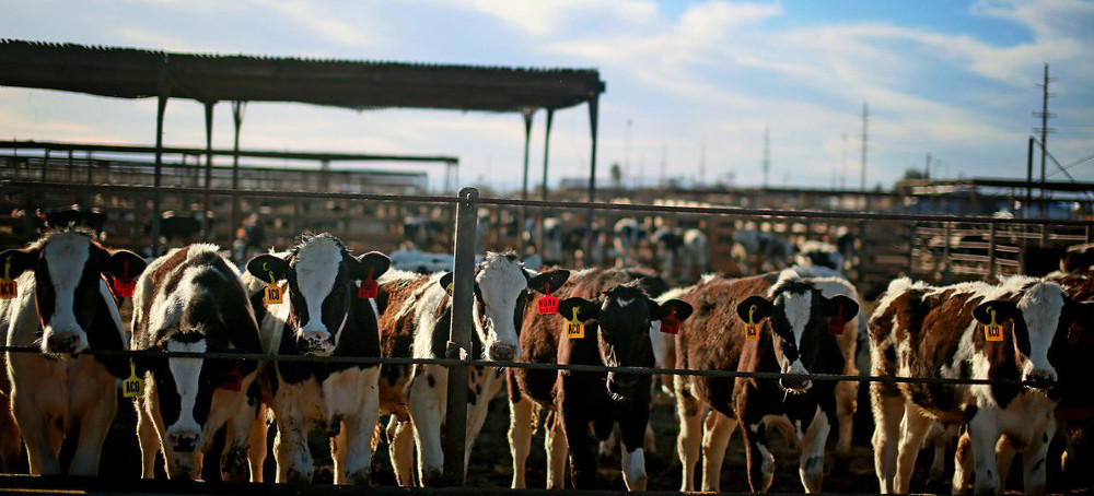 'America Is a Factory Farming Nation': Key Takeaways From US Agriculture Census