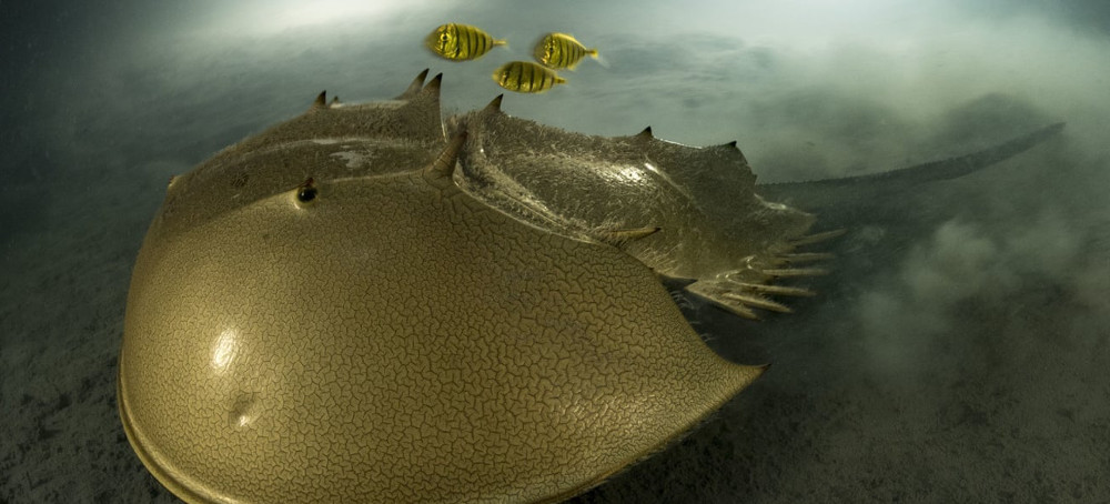 ‘Killed in Vast Numbers’: Horseshoe Crabs Under Threat From Overharvesting