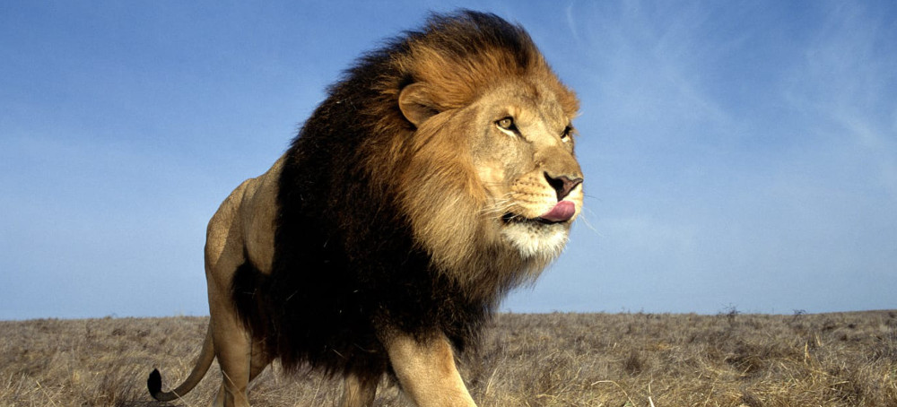 African Lions: Born Free? No, Born Captive to Be Killed