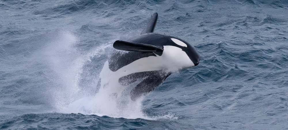 Cancer-Causing PCB Chemicals Still Being Produced Despite 40-Year-Old Ban