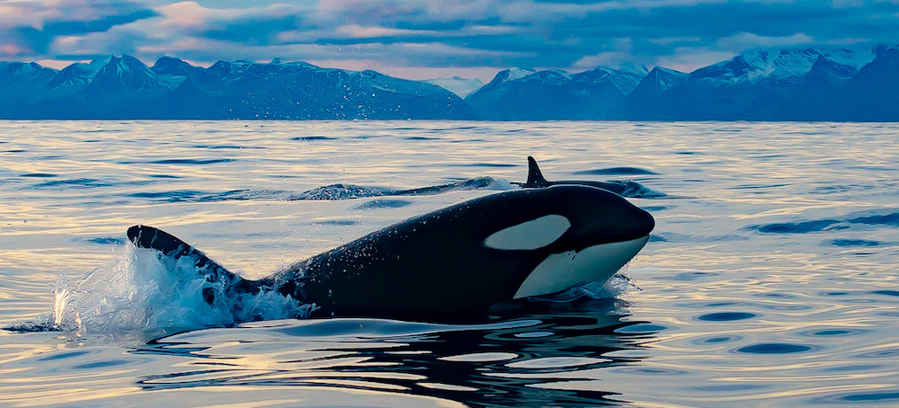 Orcas Are Ramming Boats Again and Scientists Now Think It’s a Game