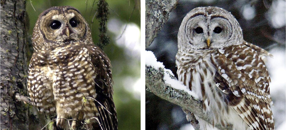 The Federal Government Plans to Kill Half a Million West Coast Owls