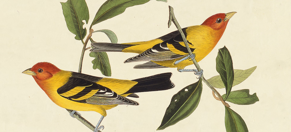 The Clock Is Running Out on Migratory Birds