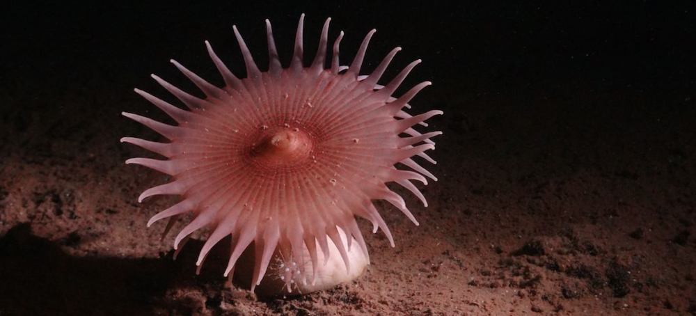 Deep-Sea Expedition Captures Stunning Images of Creatures in Pacific Mining Zone