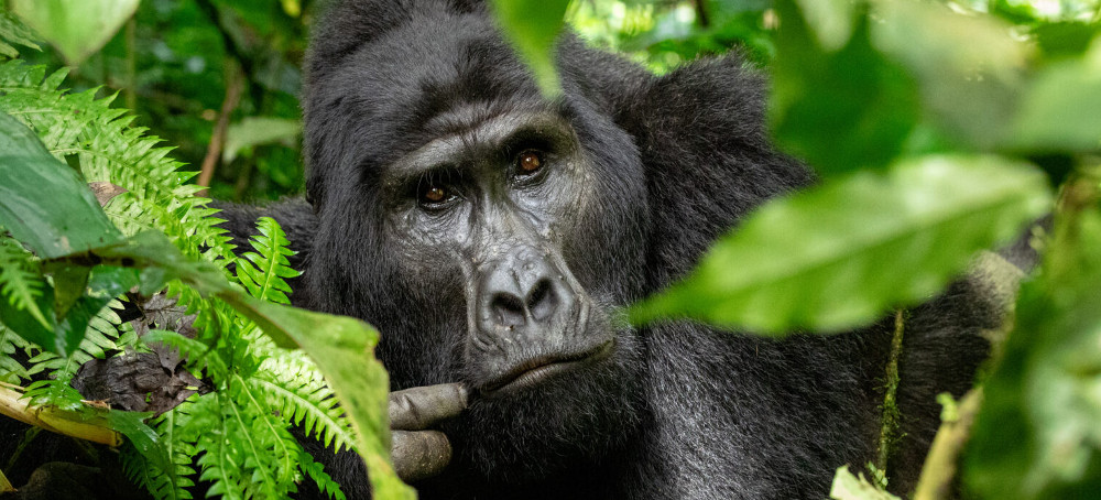 The Global Mining Boom Puts African Great Apes at Greater Risk Than Previously Known