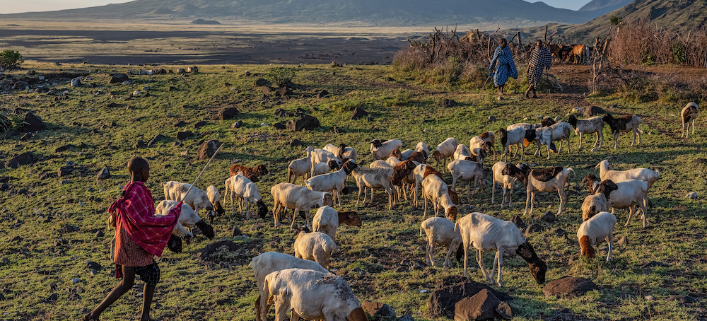 ‘This Will Finish Us’ Evicting the Maasai From Their Serengeti Homeland