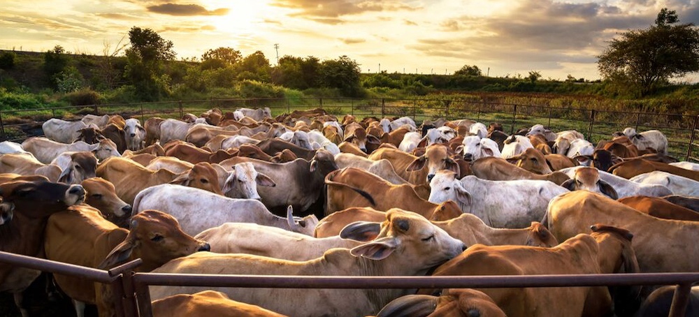 Factory Farms Don’t Just Stink — They Make It Harder to Breathe, Too