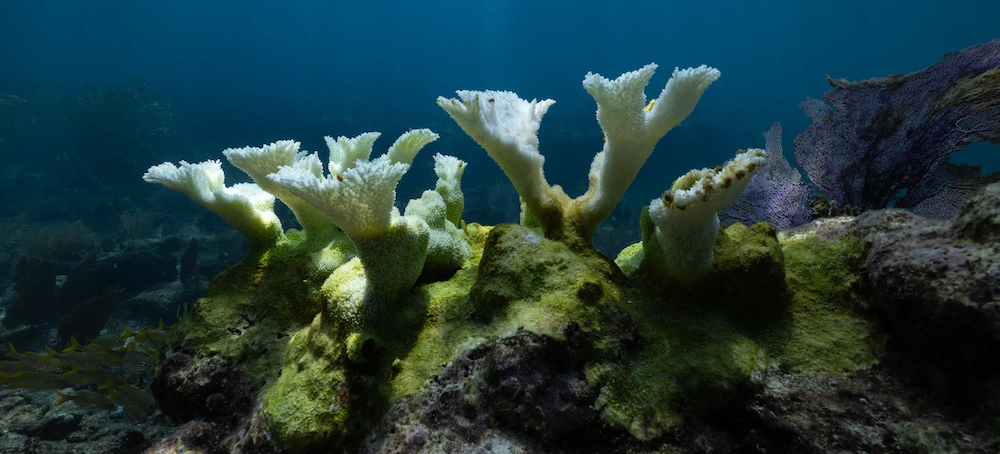 Have the World’s Coral Reefs Already Crossed a Tipping Point?
