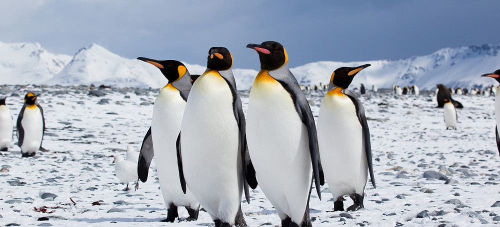 Emperor Penguins Are Rapidly Vanishing Due to Sea Ice Decline