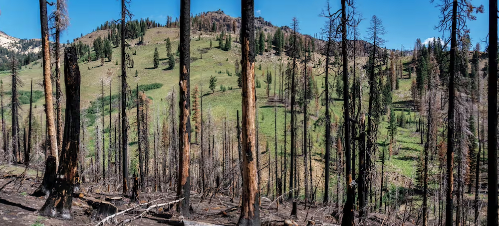 World Faces ‘Deathly Silence’ of Nature as Wildlife Disappears, Warn Experts