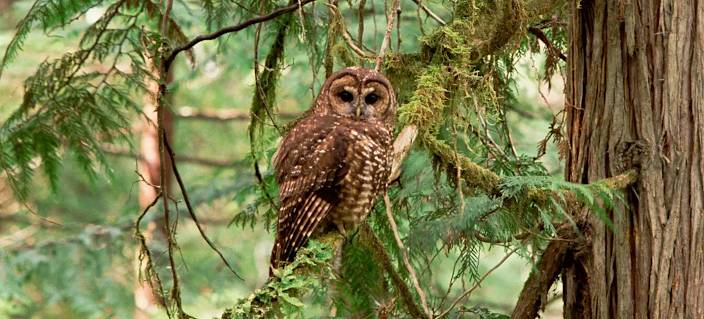 The Fate of the Endangered Species Act Rests on 2 Simple Words