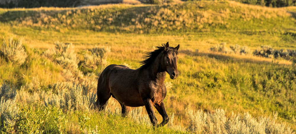 ‘Incredible’ News for Bears and Wild Horses as US Shifts Preservation Plans
